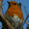 Robin at Abriachan Nurseries